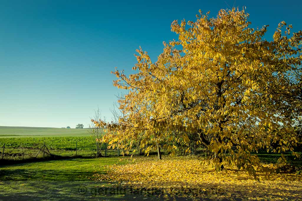 151102 Herbstlaub © gerald langer 6J6A9309 1 - Gerald Langer