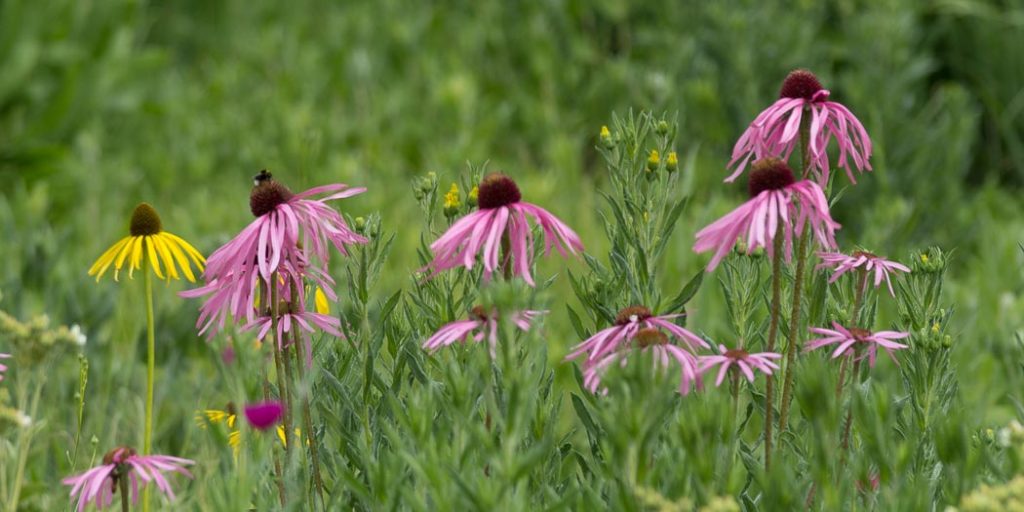 20170701-Botanischer-Garten-Universitaet-Wuerzburg-©-Gerald-Langer_78_IMG_8644-2