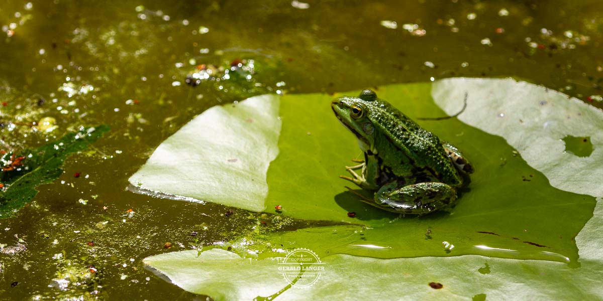 20170709 Botanischer Garten Wuerzburg © Gerald Langer 39 IMG 1016 - Gerald Langer