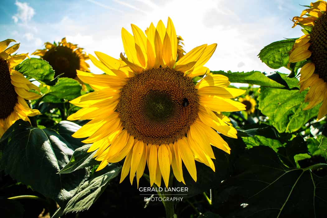 20170718-Sonnenblumen-Waigolshausen-Schwanfeld-©-Gerald-Langer_2_IMG_2312