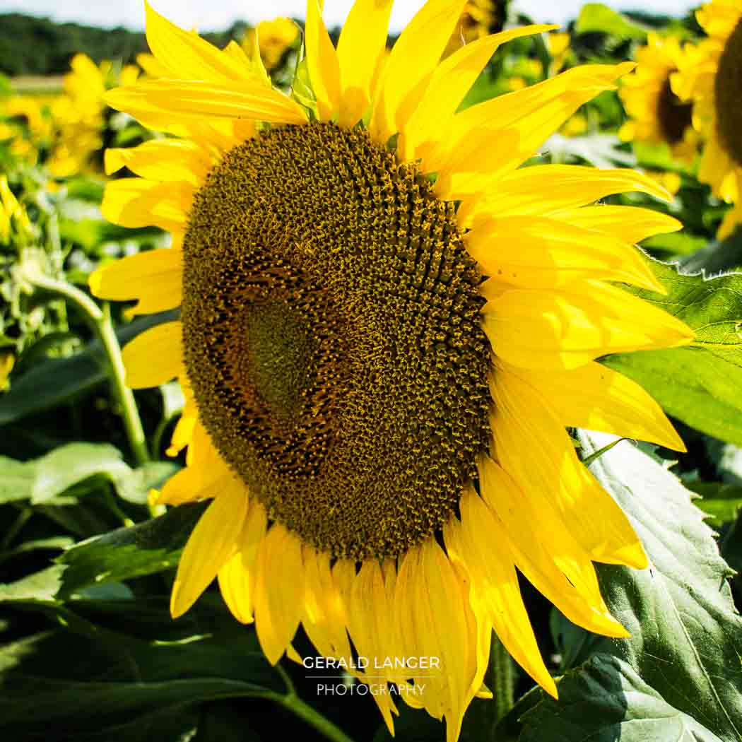 20170718-Sonnenblumen-Waigolshausen-Schwanfeld-©-Gerald-Langer_32_IMG_2342