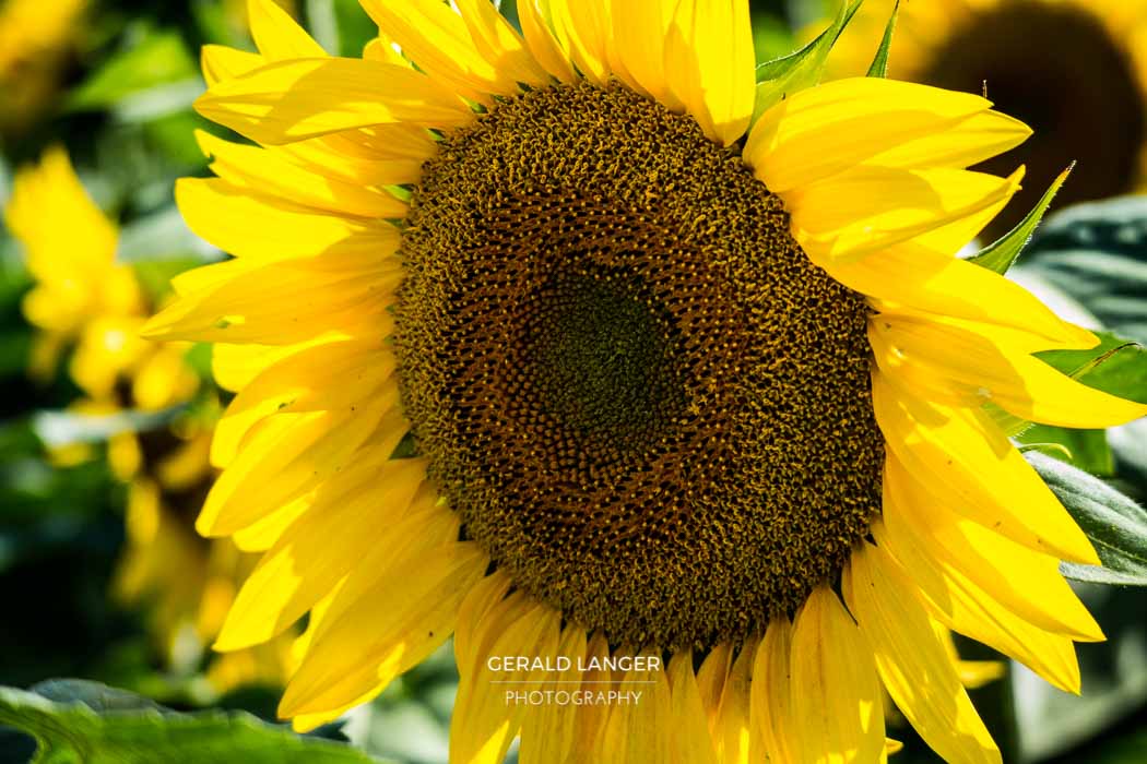 20170718-Sonnenblumen-Waigolshausen-Schwanfeld-©-Gerald-Langer_36_IMG_2346