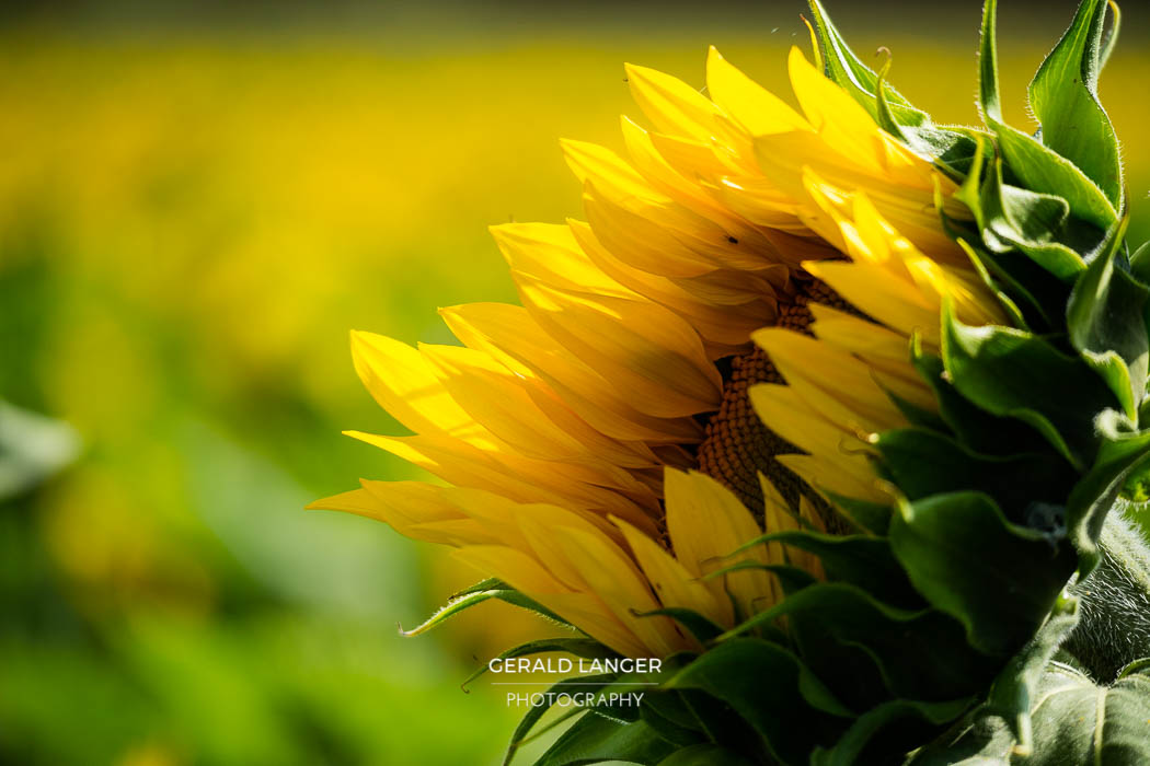 20170718-Sonnenblumen-Waigolshausen-Schwanfeld-©-Gerald-Langer_39_IMG_2349