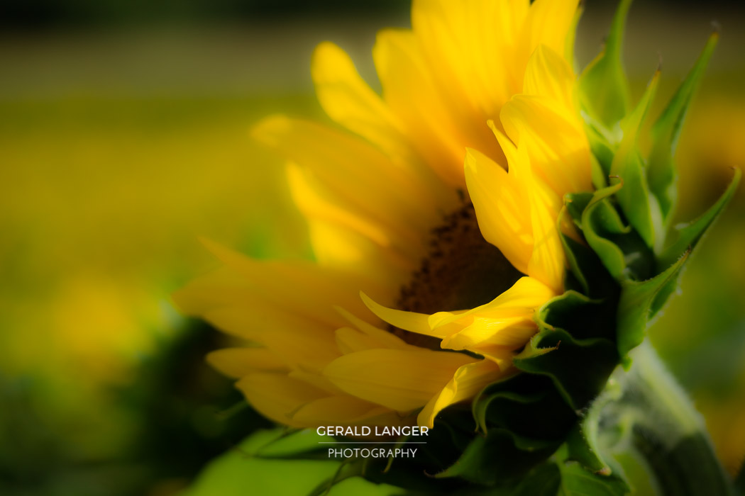 20170718-Sonnenblumen-Waigolshausen-Schwanfeld-©-Gerald-Langer_48_IMG_2358