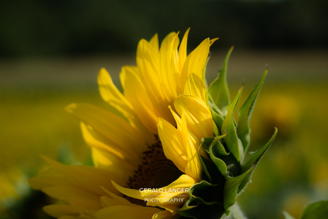 20170718-Sonnenblumen-Waigolshausen-Schwanfeld-©-Gerald-Langer_49_IMG_2359