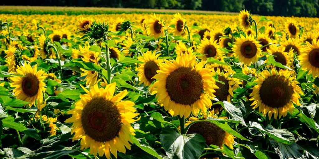 20170718-Sonnenblumen-Waigolshausen-Schwanfeld-©-Gerald-Langer_54_IMG_2364-2