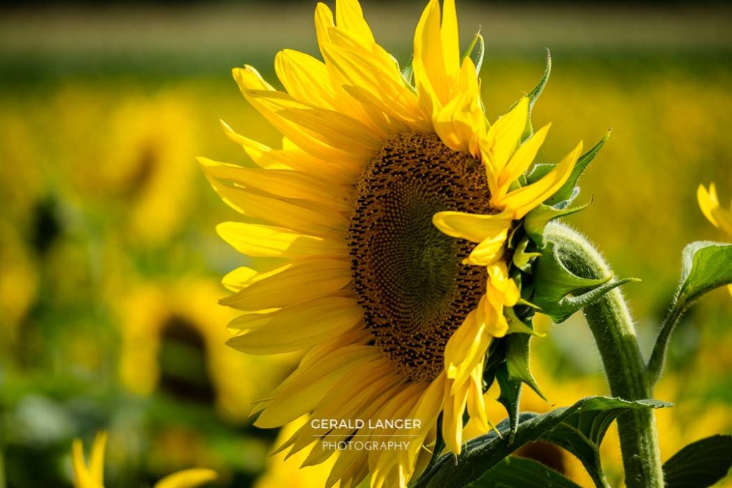 20170718-Sonnenblumen-Waigolshausen-Schwanfeld-©-Gerald-Langer_60_IMG_2370