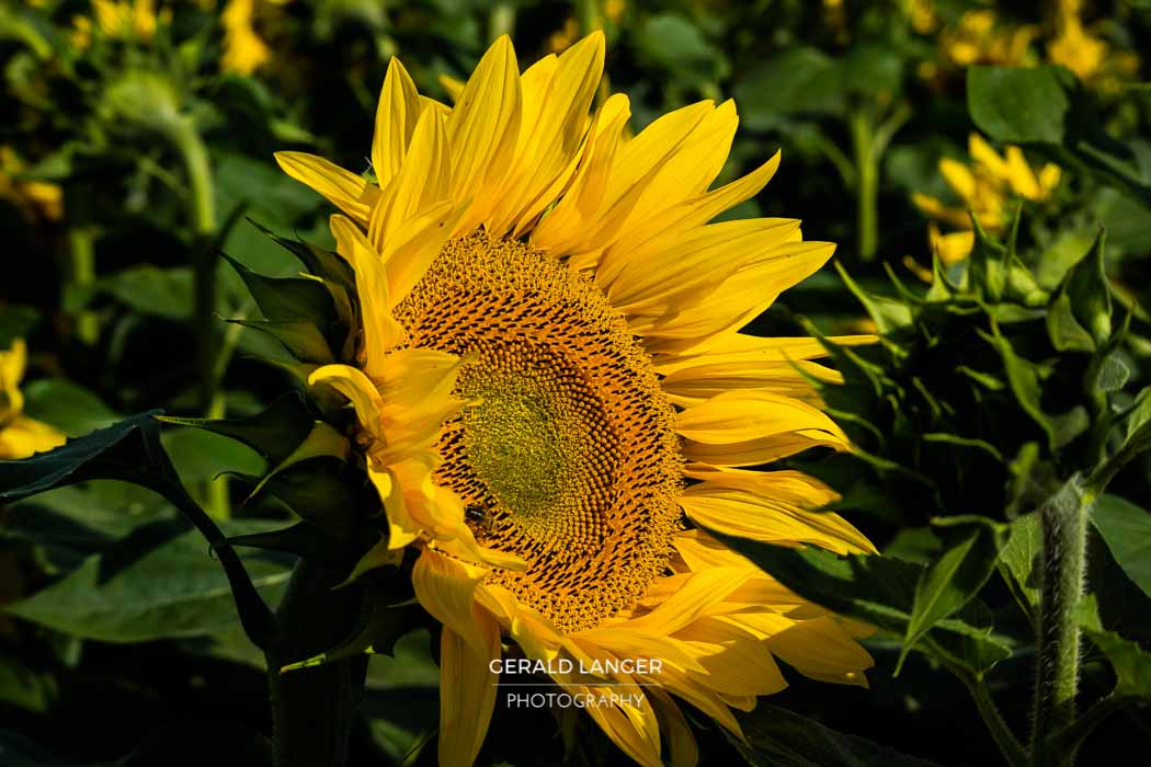 20170718-Sonnenblumen-Waigolshausen-Schwanfeld-©-Gerald-Langer_68_IMG_2378