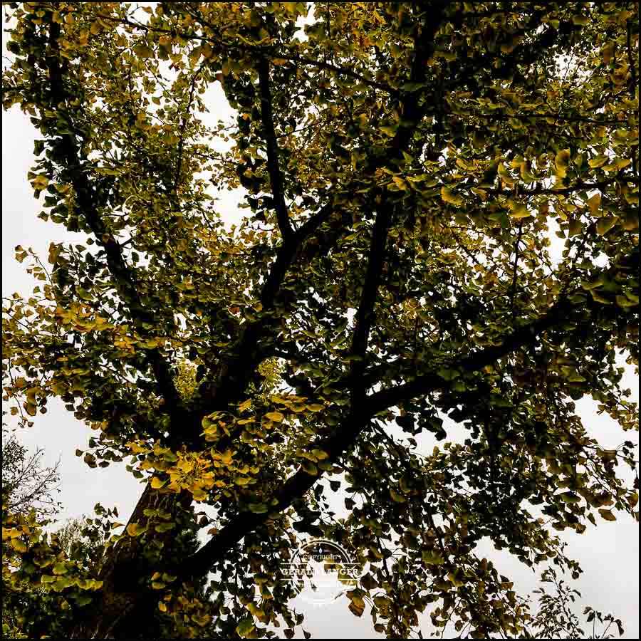 20171008-Herbst-in-Wuerzburg-iPhone-6s-©-Gerald-Langer_35