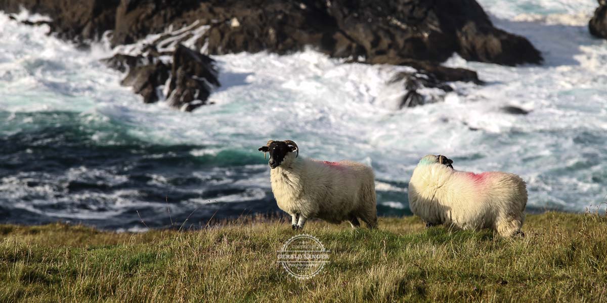 20090815 Irland © Gerald Langer 1105 - Gerald Langer