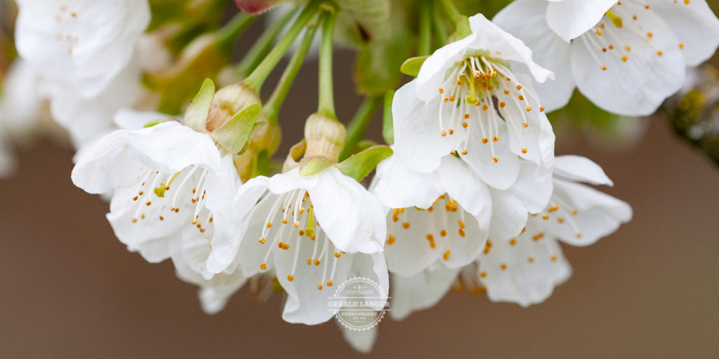 20190414_Kuernach_Kirschbluete-©-Gerald-Langer_24-1