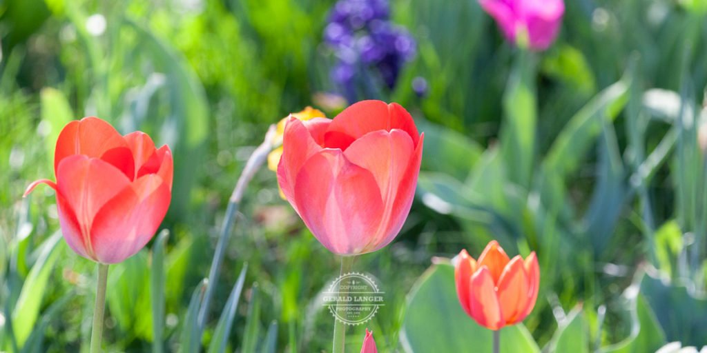 20190419_Kuernach_Blueten-©-Gerald-Langer_19-1