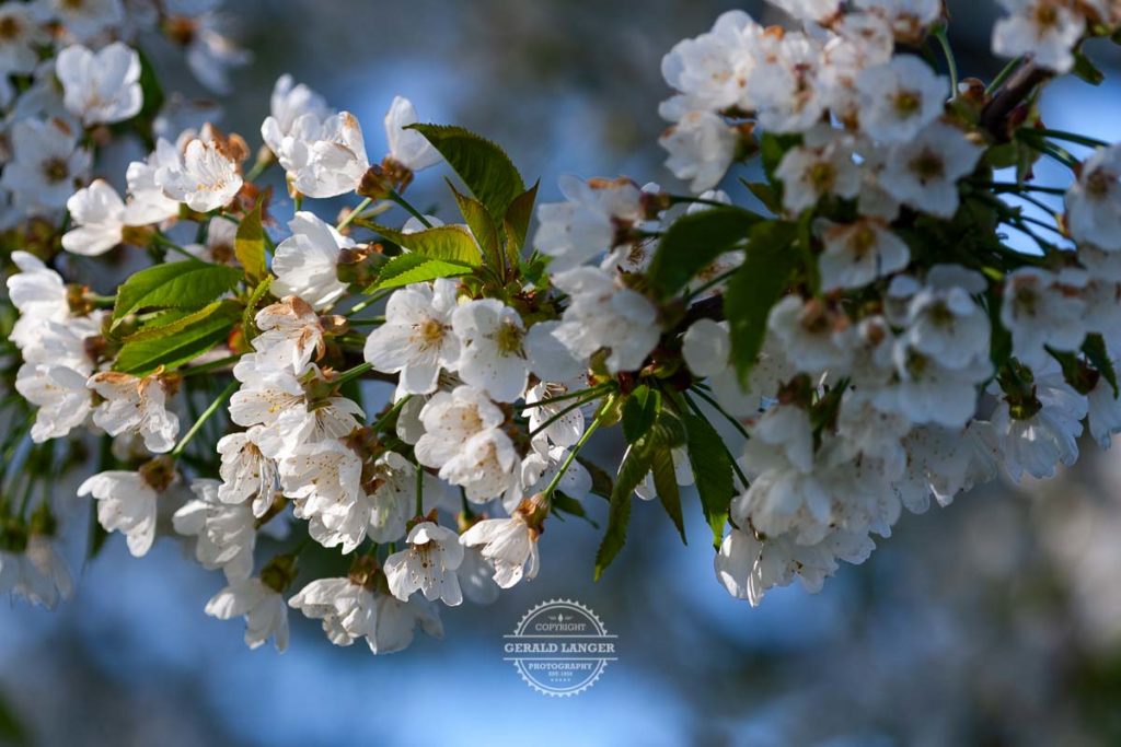 20190420_Kirschbluete-in-Kuernach-©-Gerald-Langer_9-1