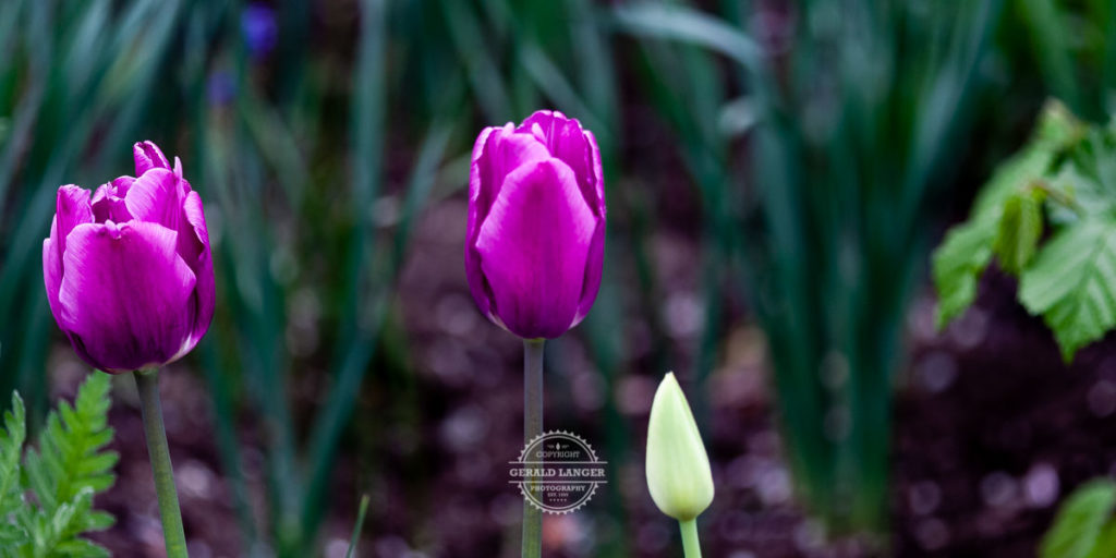 20190429_Tulpen_Garten_Kuernach-©-Gerald-Langer_4