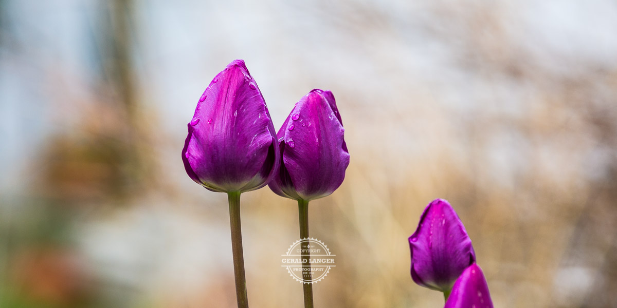 20210429 Tulpen Kuernach © Gerald Langer 2 1 - Gerald Langer