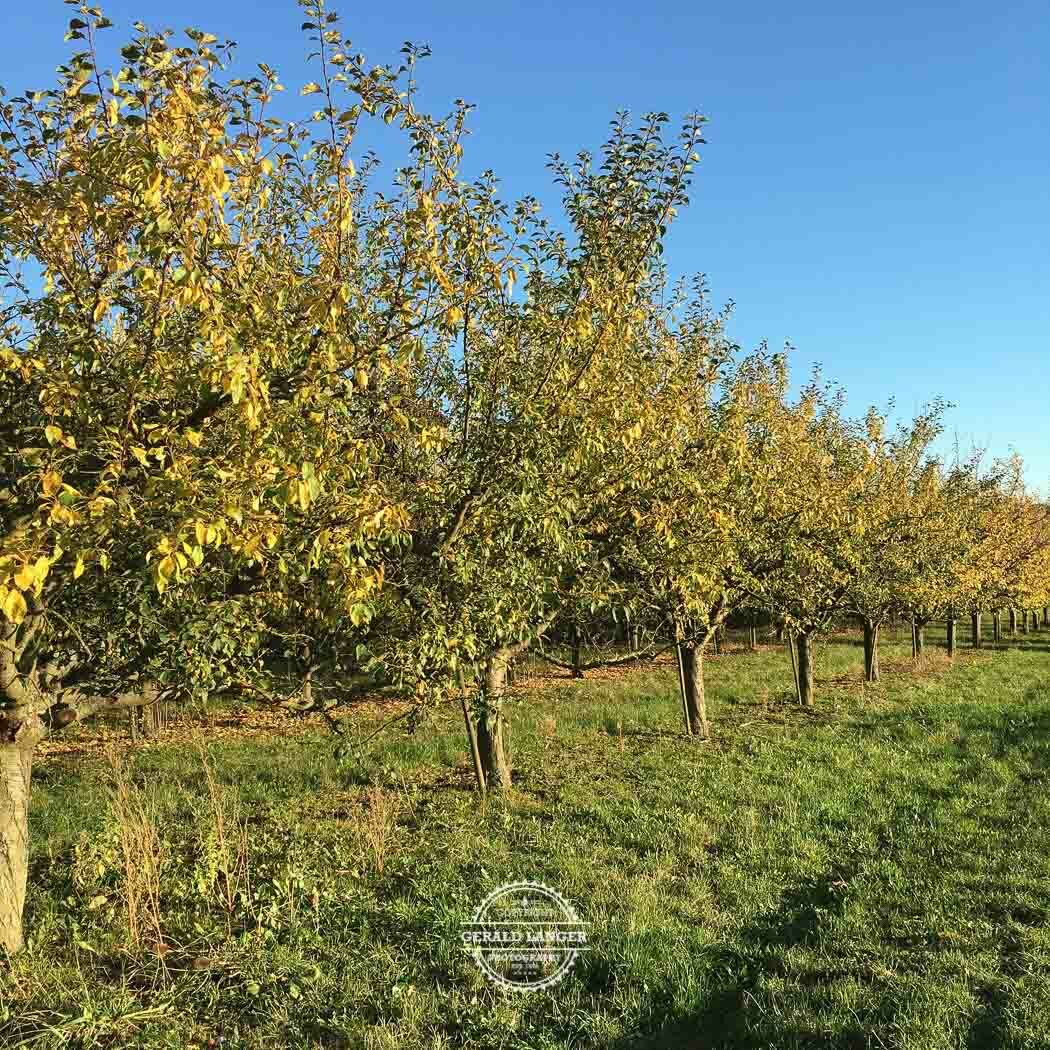 20171014 Markt Eisenheim im Herbst iPhone 6s © Gerald Langer 14 - Gerald Langer