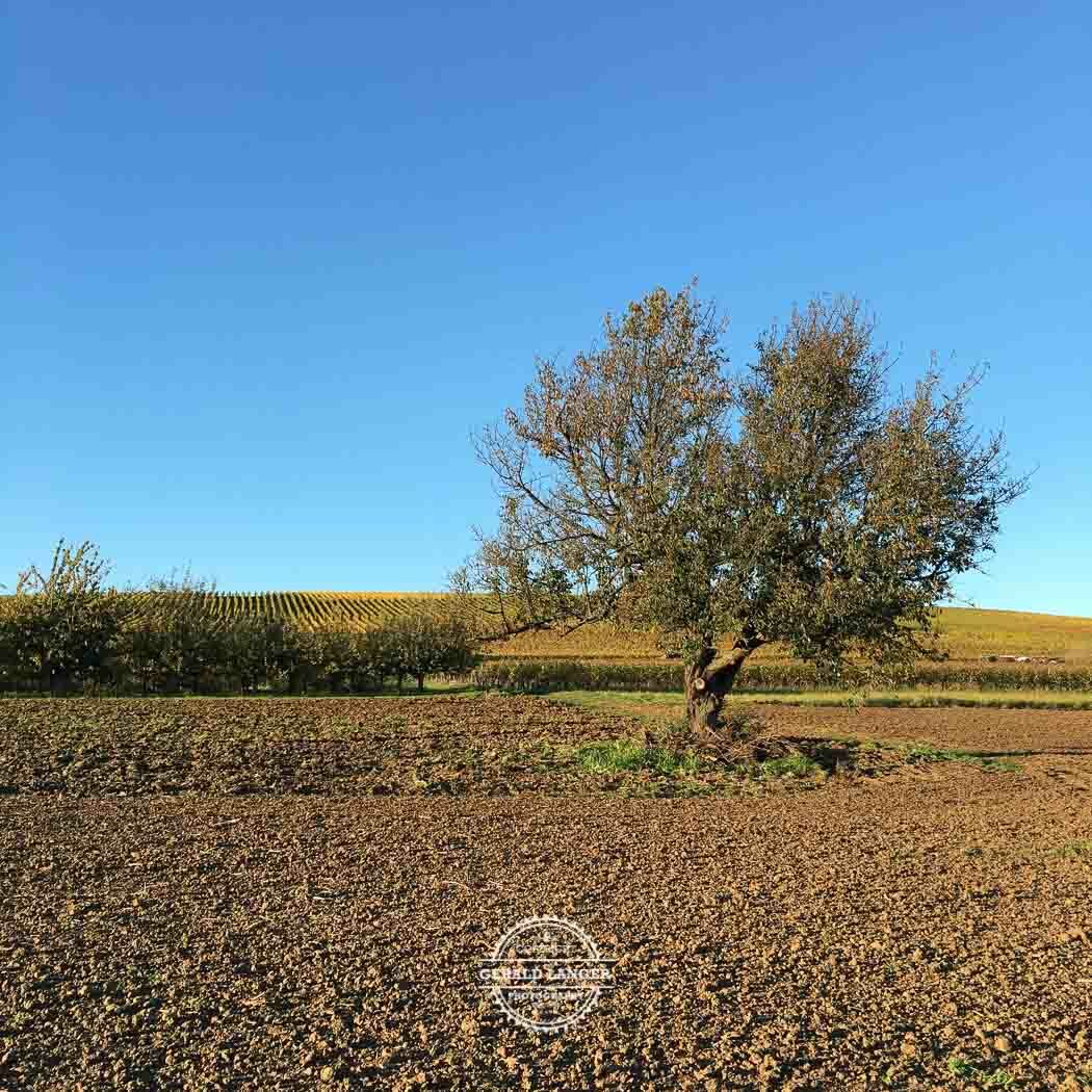 20171014 Markt Eisenheim im Herbst iPhone 6s © Gerald Langer 37 - Gerald Langer