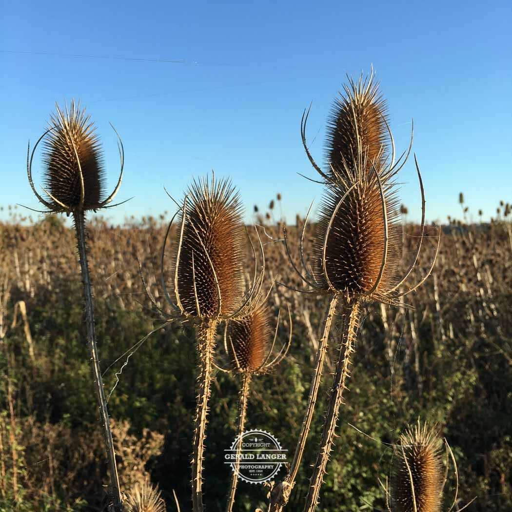 20171014 Markt Eisenheim im Herbst iPhone 6s © Gerald Langer 6 - Gerald Langer