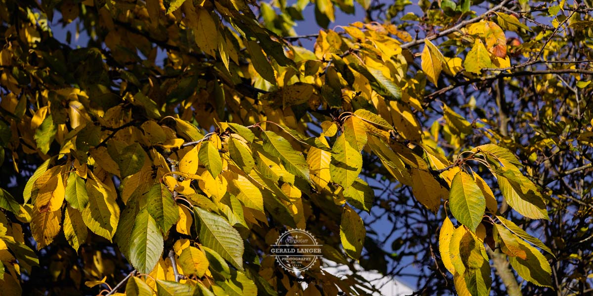 20211031 Kuernach Unser Garten im Herbst © Gerald Langer 13 - Gerald Langer