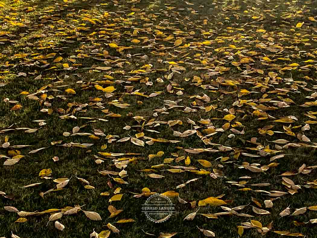20211108 Kuernach unser Garten iPhone12 © Gerald Langer 6 - Gerald Langer