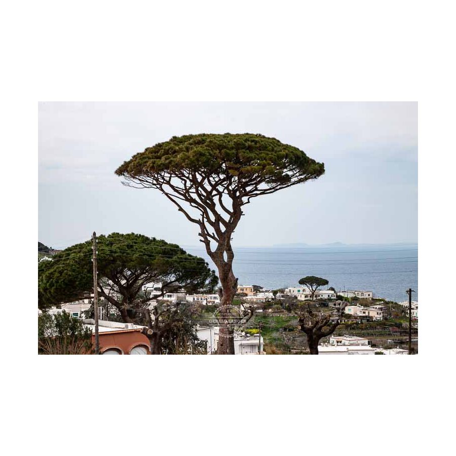 20190328 Italien Neapel und Umgebung © Gerald Langer 847 - Gerald Langer