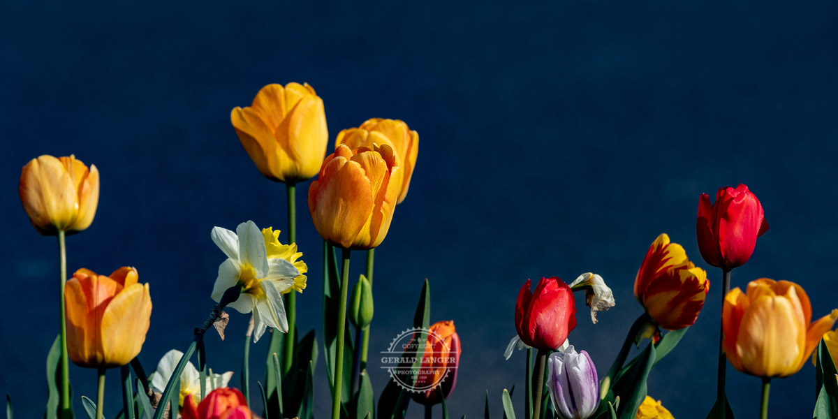20220427 Tulpen Kuernach © Gerald Langer 24 1 - Gerald Langer