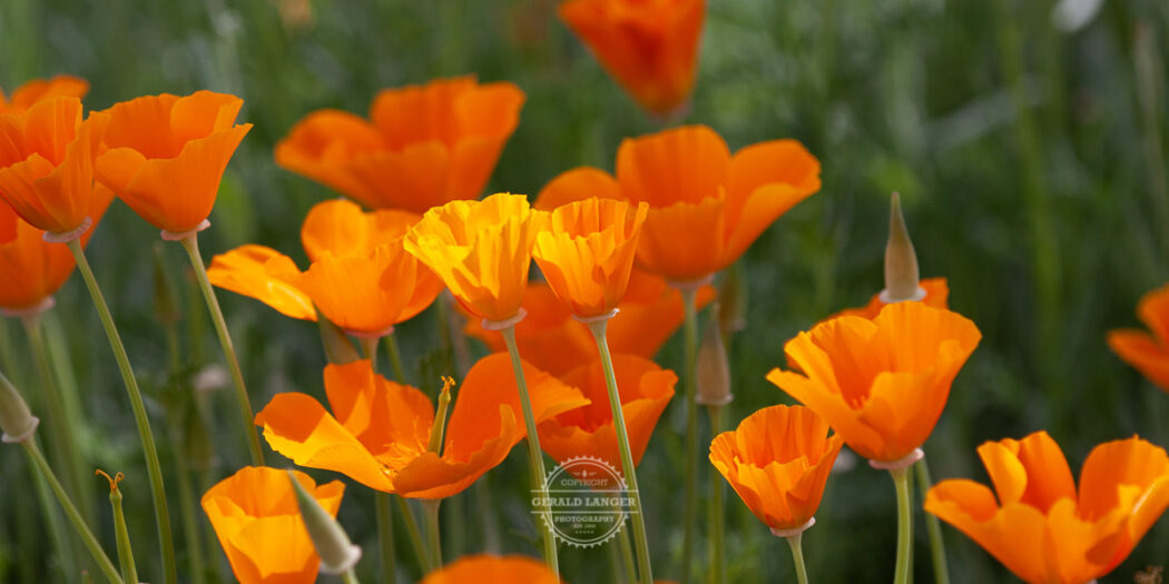 Botanischer Garten Wuerzburg © Gerald Langer