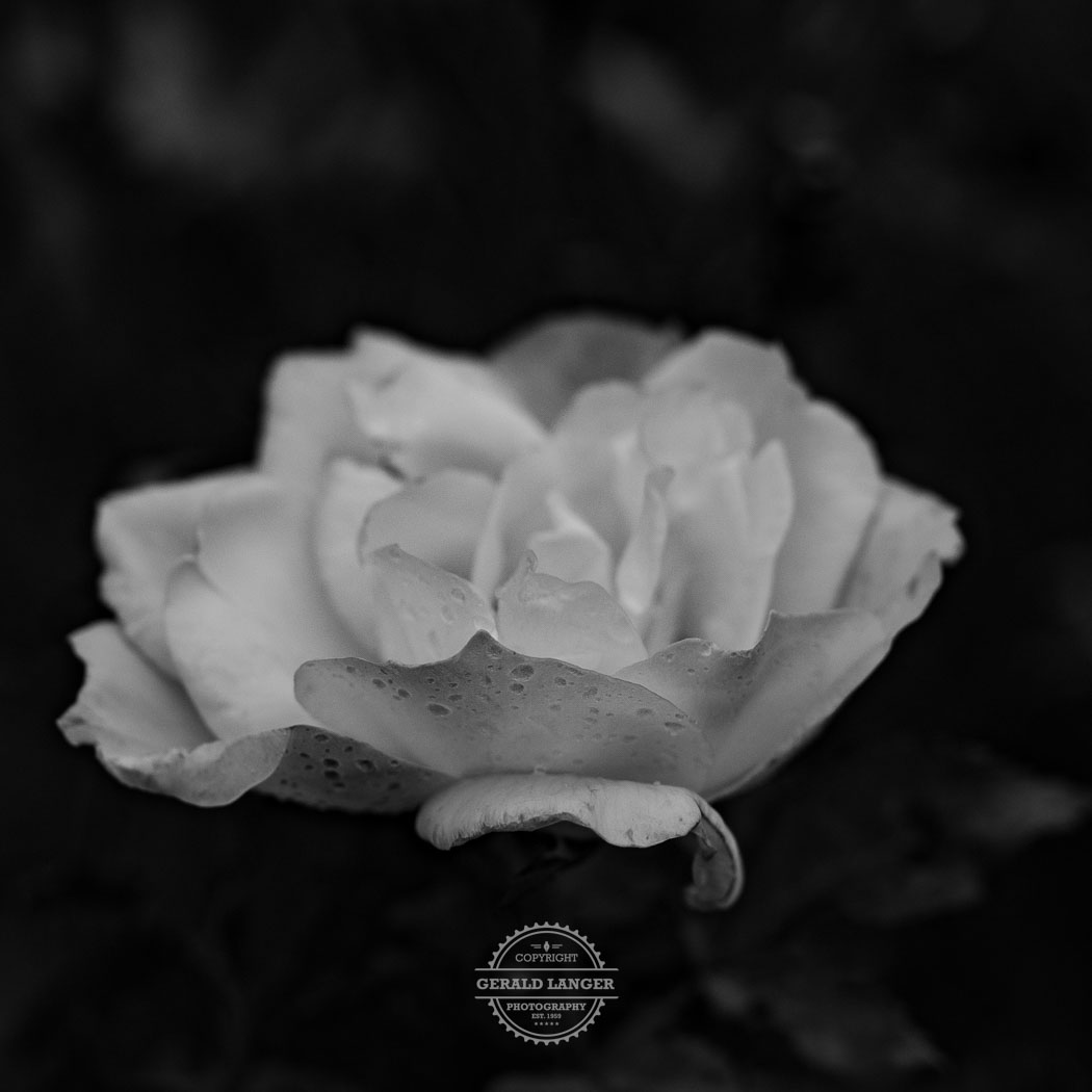 20231127 Die letzte Rose Kuernach © Gerald Langer 4 - Gerald Langer