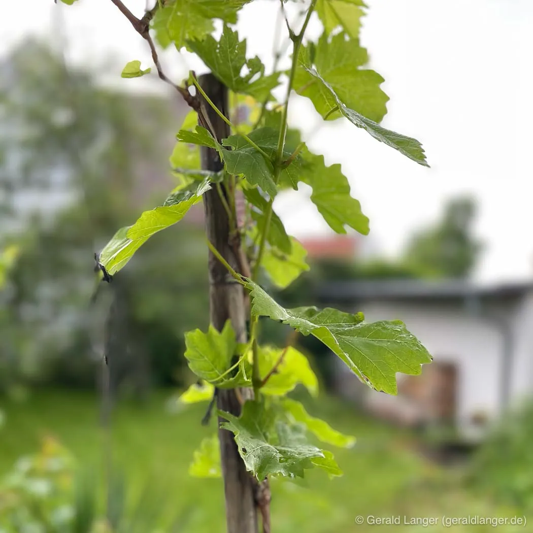 20240524 Tagebuch Gerald Langer - Gerald Langer