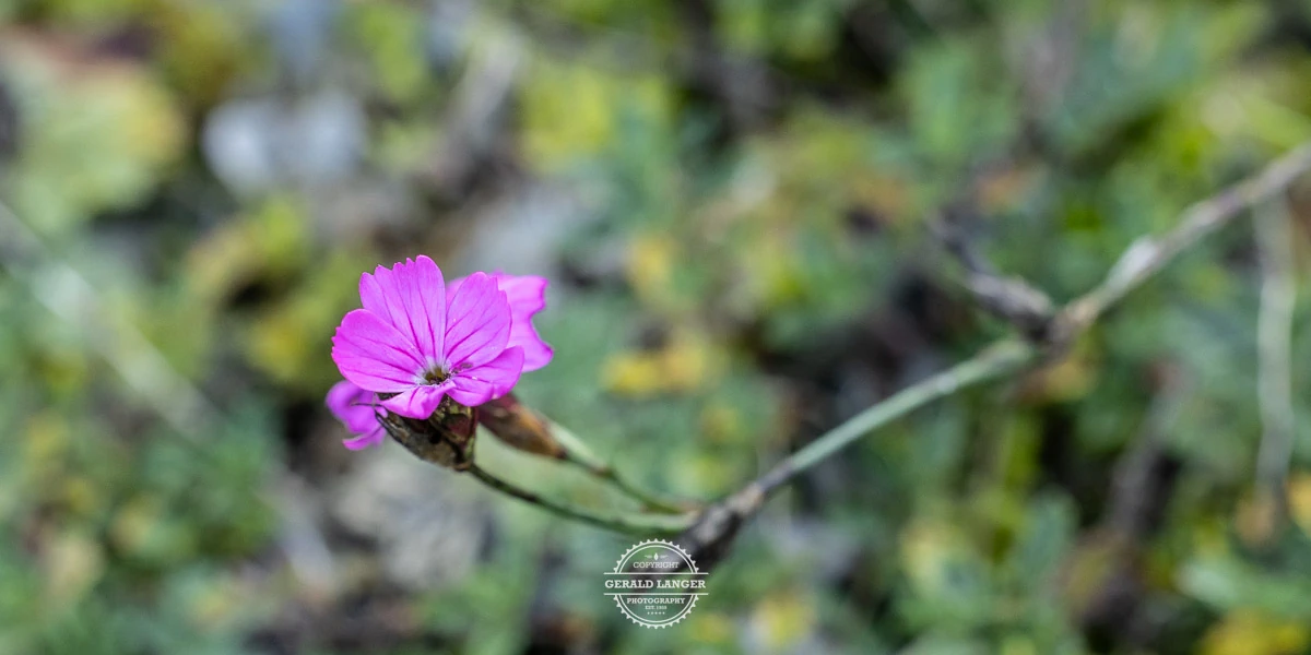 20241103 Botanischer Garten der Universitaet Wuerzburg © Gerald Langer 28 1 - Gerald Langer